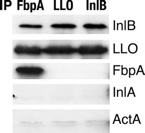 fbpa|FbpA, a novel multifunctional Listeria monocytogenes virulence。